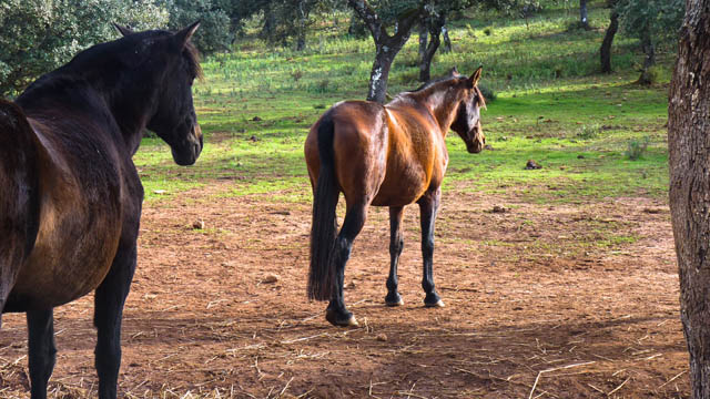 caballos-reservatauro